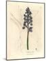 Male Orchis, Orchis Mascula-James Sowerby-Mounted Giclee Print