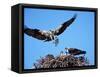 Male Osprey Landing at Nest with Fish, Sanibel Island, Florida, USA-Charles Sleicher-Framed Stretched Canvas