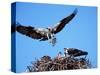 Male Osprey Landing at Nest with Fish, Sanibel Island, Florida, USA-Charles Sleicher-Stretched Canvas