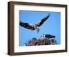 Male Osprey Landing at Nest with Fish, Sanibel Island, Florida, USA-Charles Sleicher-Framed Photographic Print