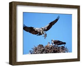 Male Osprey Landing at Nest with Fish, Sanibel Island, Florida, USA-Charles Sleicher-Framed Photographic Print