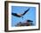 Male Osprey Landing at Nest with Fish, Sanibel Island, Florida, USA-Charles Sleicher-Framed Photographic Print