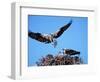 Male Osprey Landing at Nest with Fish, Sanibel Island, Florida, USA-Charles Sleicher-Framed Photographic Print