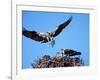 Male Osprey Landing at Nest with Fish, Sanibel Island, Florida, USA-Charles Sleicher-Framed Photographic Print