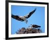 Male Osprey Landing at Nest with Fish, Sanibel Island, Florida, USA-Charles Sleicher-Framed Photographic Print