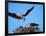 Male Osprey Landing at Nest with Fish, Sanibel Island, Florida, USA-Charles Sleicher-Framed Photographic Print