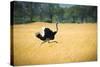 Male Ostrich Running in Dry Grass Trees in Background Botswana Africa-Sheila Haddad-Stretched Canvas
