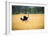 Male Ostrich Running in Dry Grass Trees in Background Botswana Africa-Sheila Haddad-Framed Photographic Print