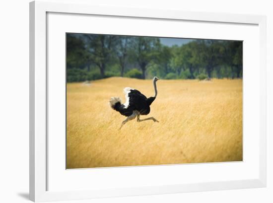 Male Ostrich Running in Dry Grass Trees in Background Botswana Africa-Sheila Haddad-Framed Photographic Print