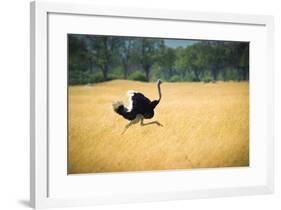 Male Ostrich Running in Dry Grass Trees in Background Botswana Africa-Sheila Haddad-Framed Photographic Print