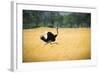 Male Ostrich Running in Dry Grass Trees in Background Botswana Africa-Sheila Haddad-Framed Photographic Print