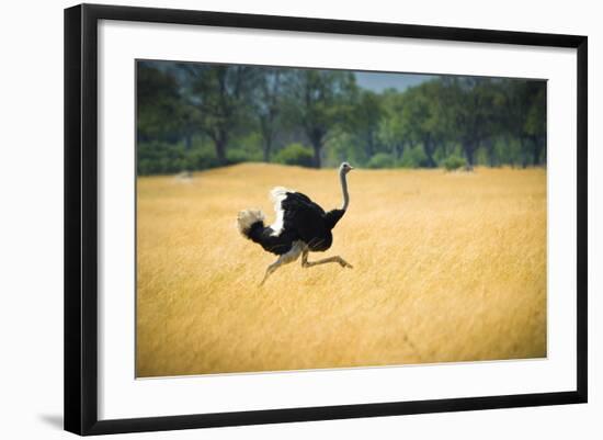 Male Ostrich Running in Dry Grass Trees in Background Botswana Africa-Sheila Haddad-Framed Photographic Print