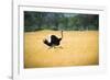 Male Ostrich Running in Dry Grass Trees in Background Botswana Africa-Sheila Haddad-Framed Photographic Print