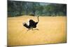 Male Ostrich Running in Dry Grass Trees in Background Botswana Africa-Sheila Haddad-Mounted Photographic Print