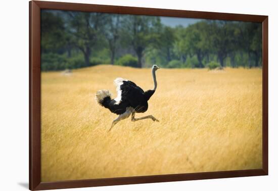 Male Ostrich Running in Dry Grass Trees in Background Botswana Africa-Sheila Haddad-Framed Photographic Print