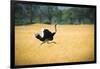 Male Ostrich Running in Dry Grass Trees in Background Botswana Africa-Sheila Haddad-Framed Photographic Print