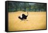 Male Ostrich Running in Dry Grass Trees in Background Botswana Africa-Sheila Haddad-Framed Stretched Canvas