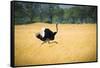 Male Ostrich Running in Dry Grass Trees in Background Botswana Africa-Sheila Haddad-Framed Stretched Canvas
