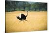 Male Ostrich Running in Dry Grass Trees in Background Botswana Africa-Sheila Haddad-Stretched Canvas