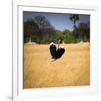 Male Ostrich Running in Grass, Leaning to Right-Sheila Haddad-Framed Photographic Print