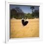 Male Ostrich Running in Grass, Leaning to Right-Sheila Haddad-Framed Photographic Print