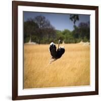 Male Ostrich Running in Grass, Leaning to Right-Sheila Haddad-Framed Photographic Print