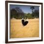 Male Ostrich Running in Grass, Leaning to Right-Sheila Haddad-Framed Photographic Print