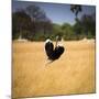 Male Ostrich Running in Grass, Leaning to Right-Sheila Haddad-Mounted Photographic Print