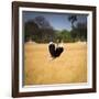 Male Ostrich Running in Grass, Leaning to Right-Sheila Haddad-Framed Photographic Print