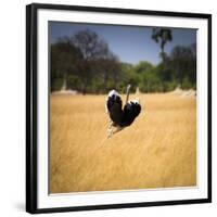 Male Ostrich Running in Grass, Leaning to Right-Sheila Haddad-Framed Photographic Print