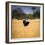 Male Ostrich Running in Grass, Leaning to Right-Sheila Haddad-Framed Photographic Print