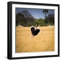 Male Ostrich Running in Grass, Leaning to Right-Sheila Haddad-Framed Photographic Print