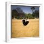 Male Ostrich Running in Grass, Leaning to Right-Sheila Haddad-Framed Photographic Print