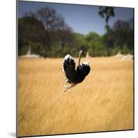 Male Ostrich Running in Grass, Leaning to Right-Sheila Haddad-Mounted Photographic Print