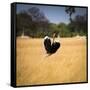 Male Ostrich Running in Grass, Leaning to Right-Sheila Haddad-Framed Stretched Canvas
