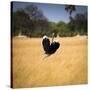 Male Ostrich Running in Grass, Leaning to Right-Sheila Haddad-Stretched Canvas