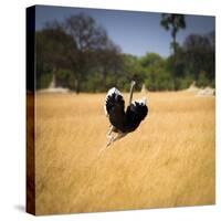 Male Ostrich Running in Grass, Leaning to Right-Sheila Haddad-Stretched Canvas