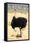 Male Ostrich (Struthio Camelus) Protecting Chicks From The Sun With Its Wings-Eric Baccega-Framed Stretched Canvas