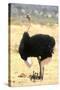 Male Ostrich (Struthio Camelus) Protecting Chicks From The Sun With Its Wings-Eric Baccega-Stretched Canvas