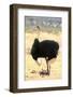 Male Ostrich (Struthio Camelus) Protecting Chicks From The Sun With Its Wings-Eric Baccega-Framed Photographic Print