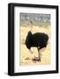 Male Ostrich (Struthio Camelus) Protecting Chicks From The Sun With Its Wings-Eric Baccega-Framed Photographic Print