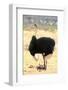 Male Ostrich (Struthio Camelus) Protecting Chicks From The Sun With Its Wings-Eric Baccega-Framed Photographic Print