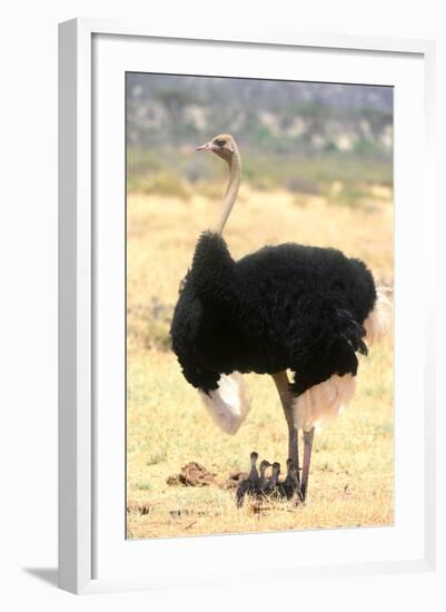 Male Ostrich (Struthio Camelus) Protecting Chicks From The Sun With Its Wings-Eric Baccega-Framed Photographic Print