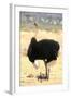 Male Ostrich (Struthio Camelus) Protecting Chicks From The Sun With Its Wings-Eric Baccega-Framed Photographic Print