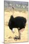 Male Ostrich (Struthio Camelus) Protecting Chicks From The Sun With Its Wings-Eric Baccega-Mounted Photographic Print