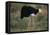 Male Ostrich-DLILLC-Framed Stretched Canvas