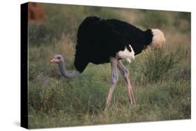 Male Ostrich-DLILLC-Stretched Canvas