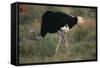 Male Ostrich-DLILLC-Framed Stretched Canvas