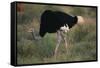 Male Ostrich-DLILLC-Framed Stretched Canvas