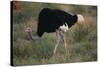 Male Ostrich-DLILLC-Stretched Canvas